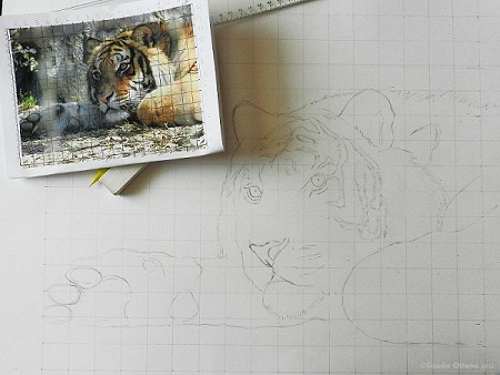 Disegno della Tigre