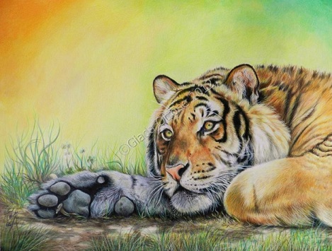 Colorare una Tigre con le Matite Colorate